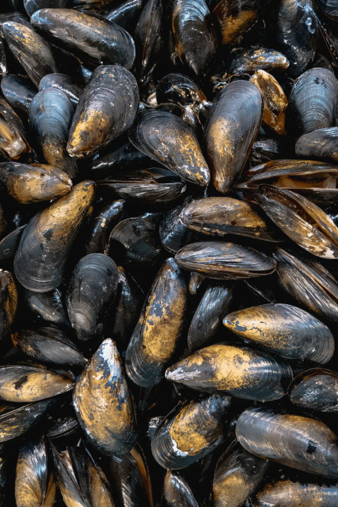 black mussels close up photo
