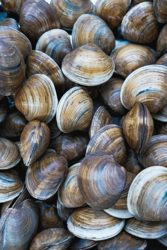 Littleneck clams close up